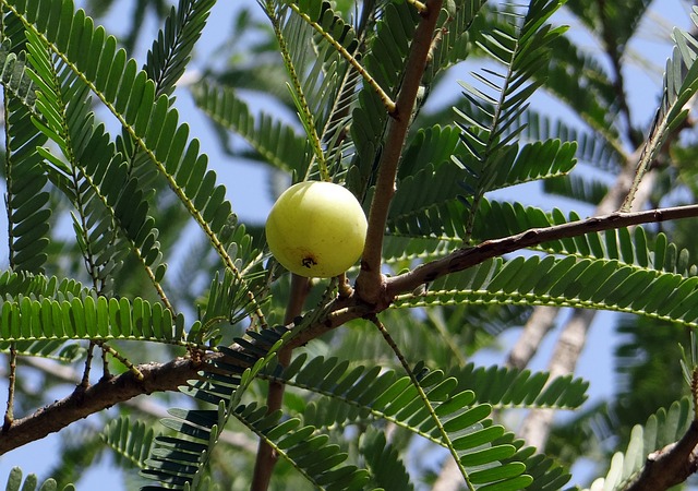 Árbol-amla